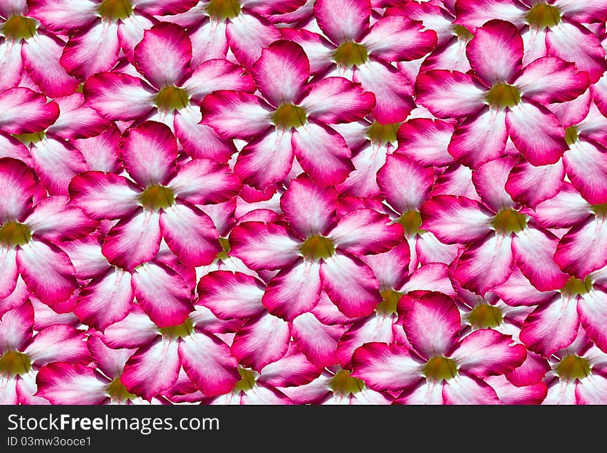 Background pink flower