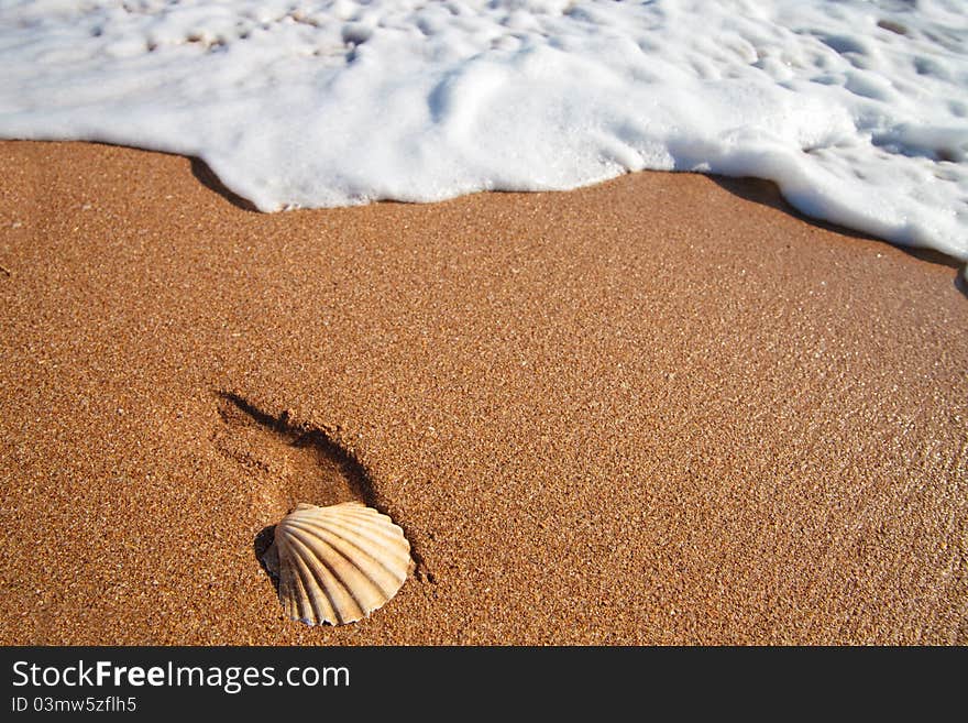 Shell lies on a sand and sea foam. Shell lies on a sand and sea foam