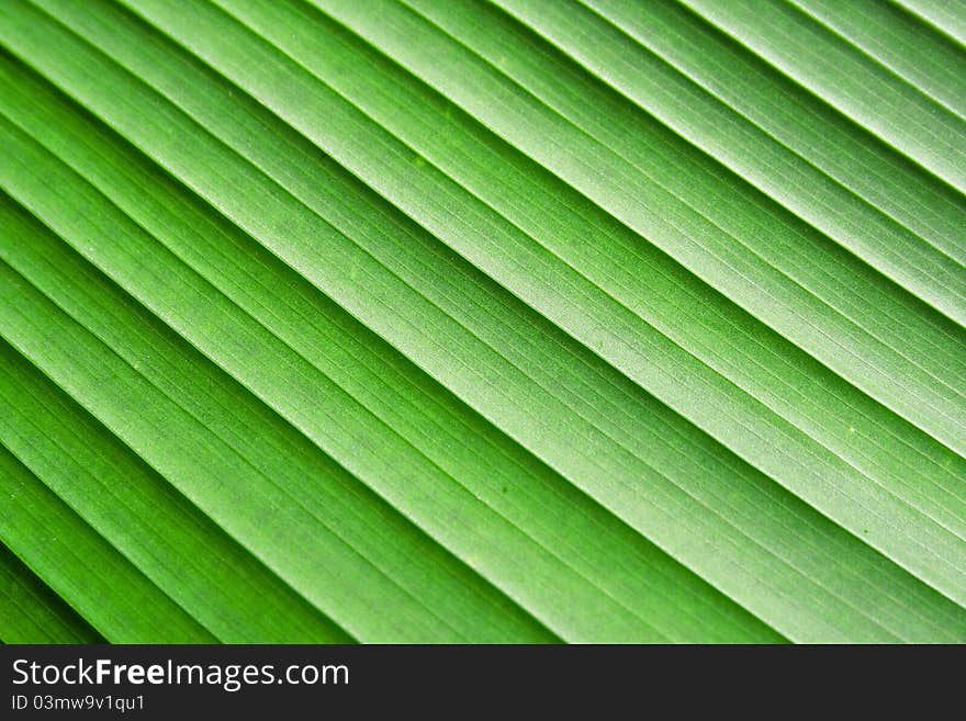 The green banana leaf texture. The green banana leaf texture