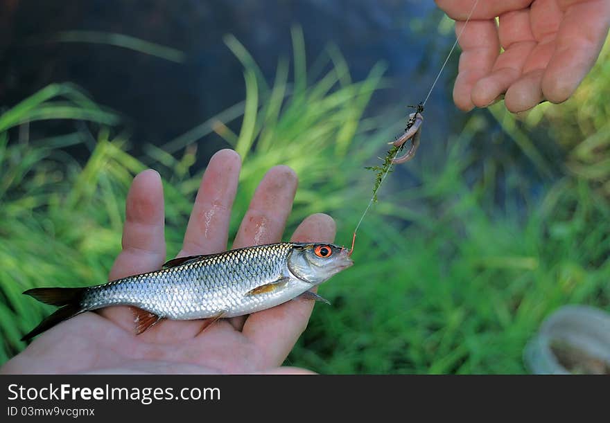 A little fish in the hands of a fisherman. A little fish in the hands of a fisherman