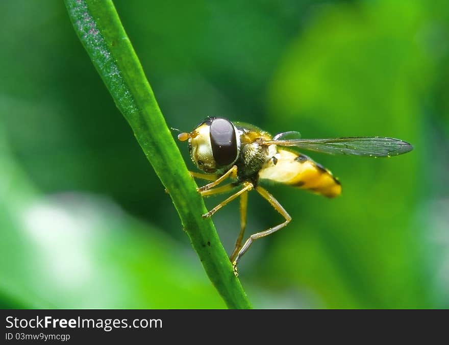 Fly on a blade of grass