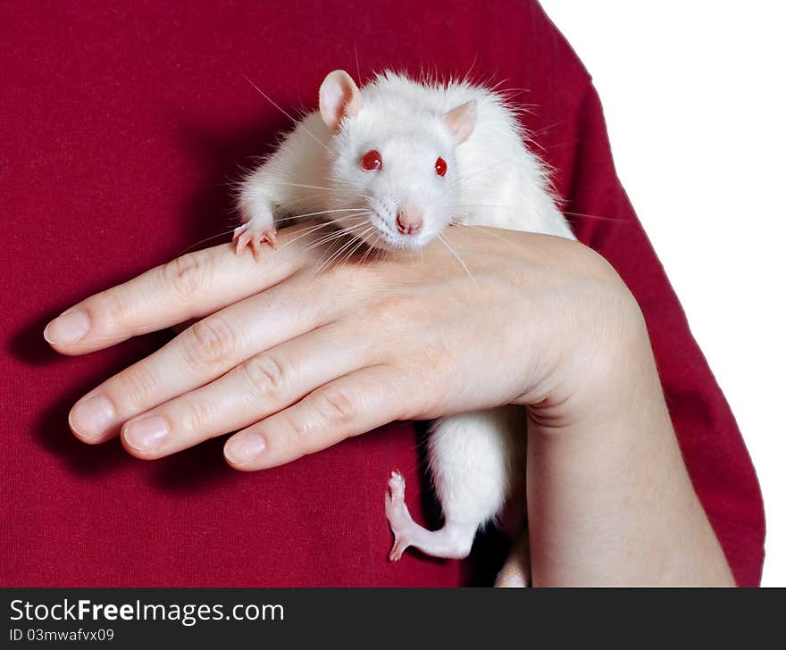 Mouse albinos