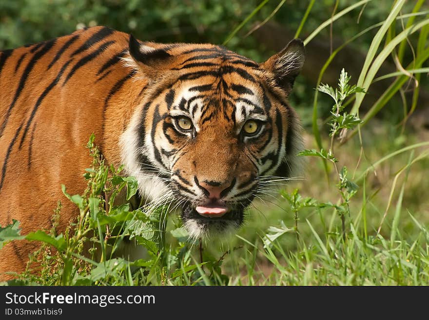 Sumatran Tiger