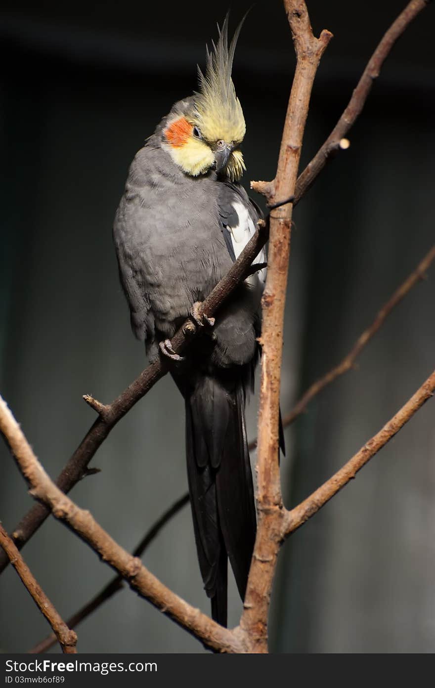 Cockatiel