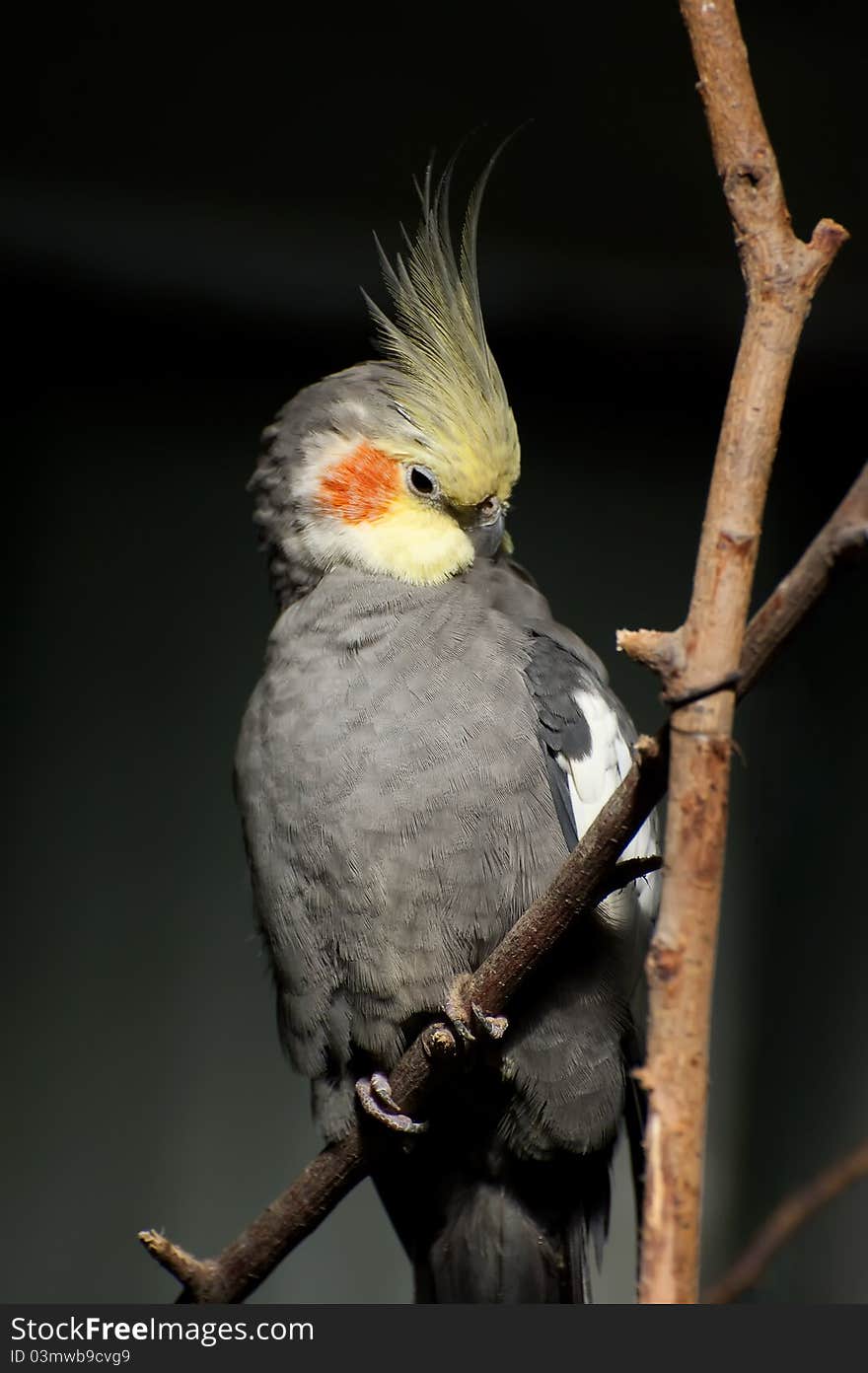 Cockatiel