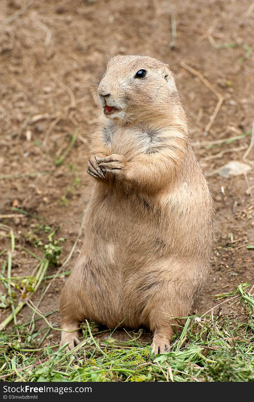 Black-tailed Prairie Dog