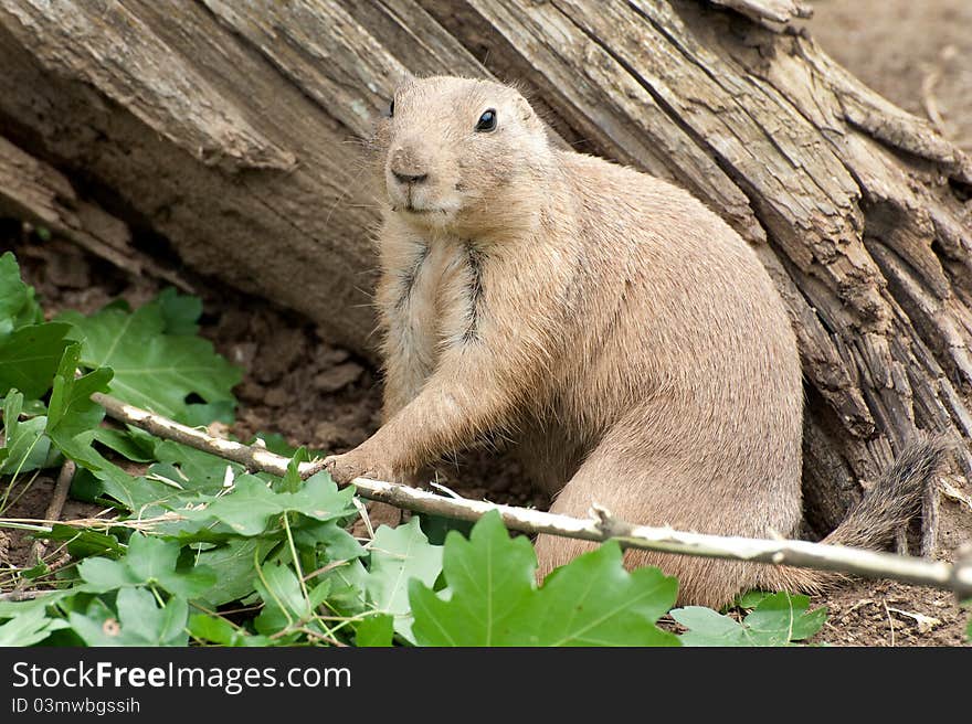 Black-tailed Prairie Dog