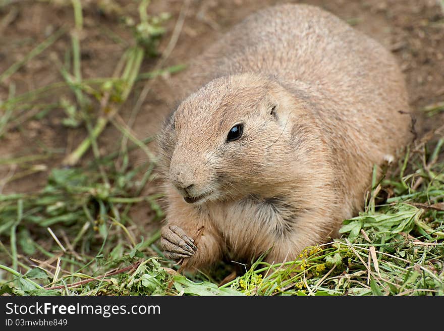 Black-tailed Prairie Dog