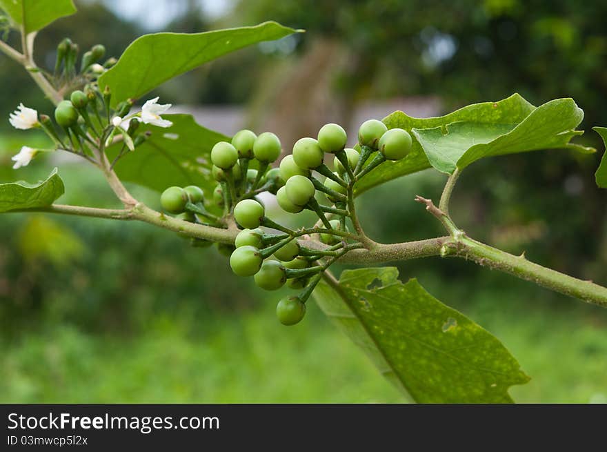 Solanum torvum on the tree