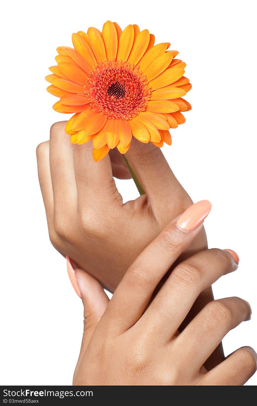 Beautiful woman hands holding a flower