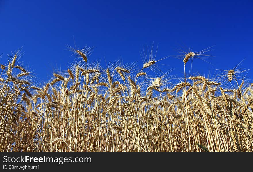 Wheat field in the summer.