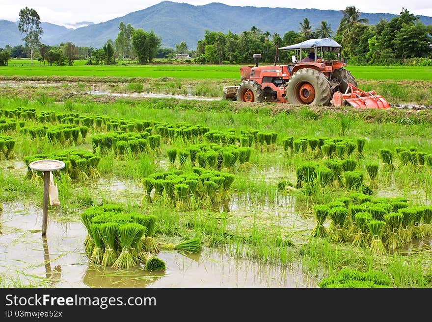 Rice seedlings.