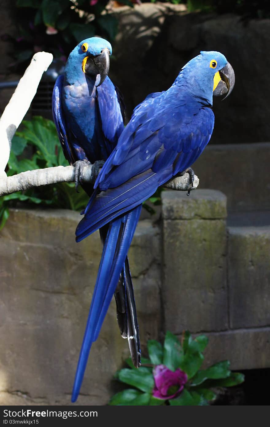 Blue Macaws