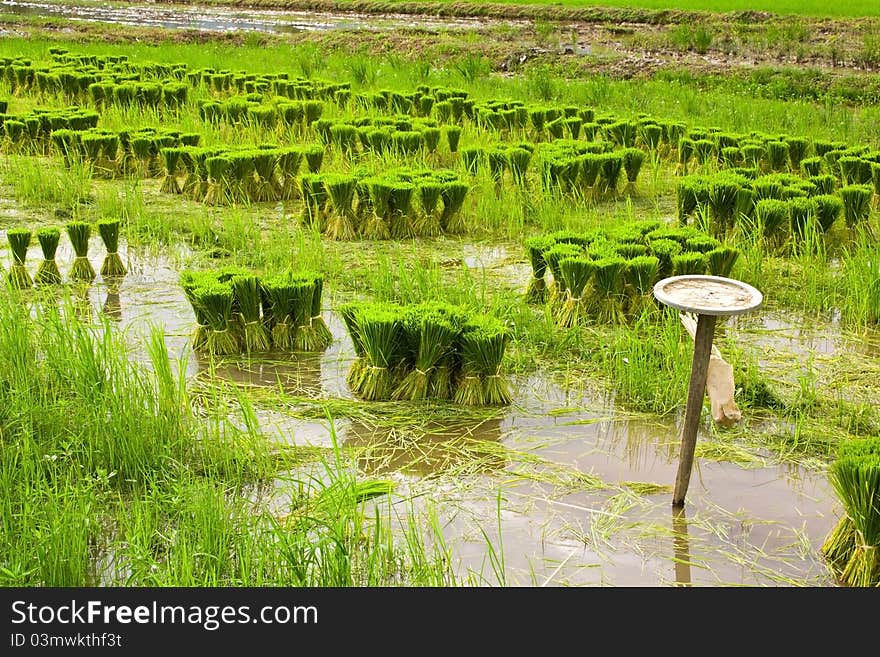 Rice Seedlings.