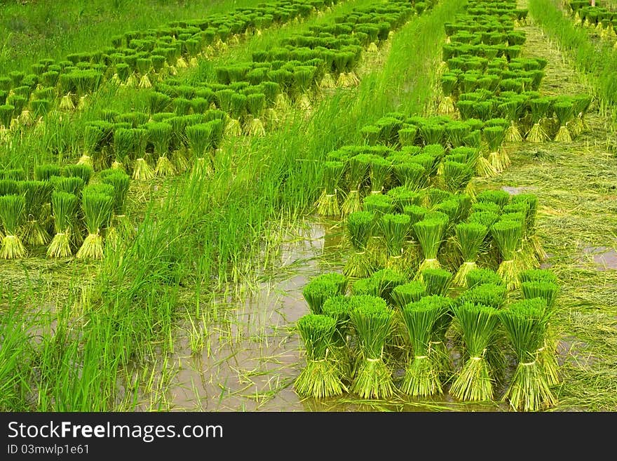 Rice seedlings.