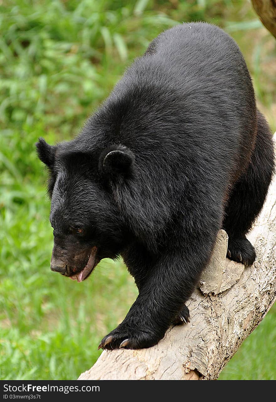 Asian black bears are close relatives to American black bears. Asian black bears are close relatives to American black bears