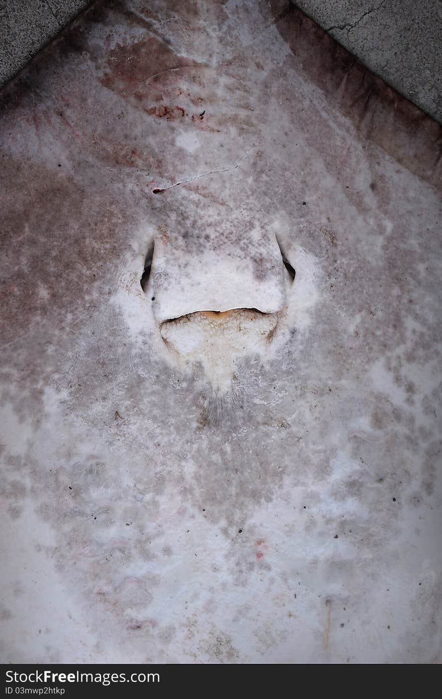 Giant fresh water Stingray in Sungai Rengit, Johor, Malaysia.