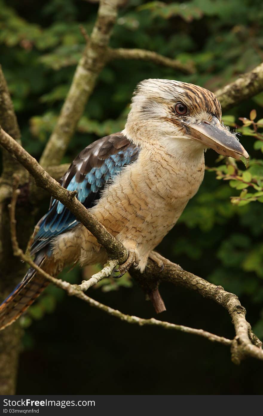 Portrait of a Kookaburra perched on a branch