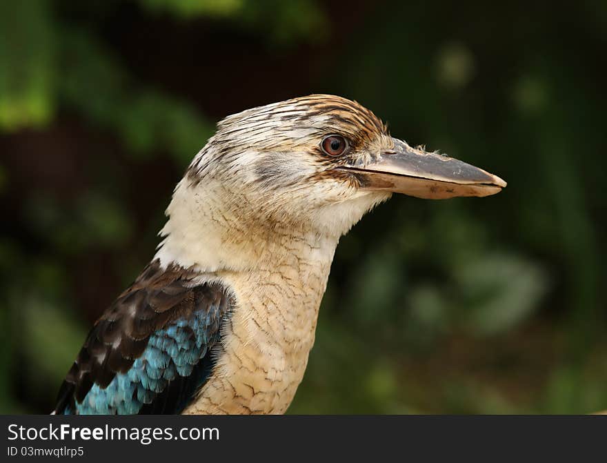 Portrait of a Kookaburra staring