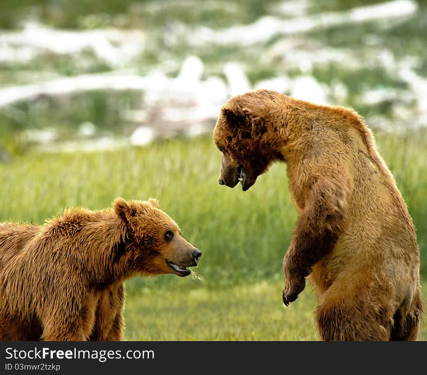 Alaskan Grizzly Bears Fighting