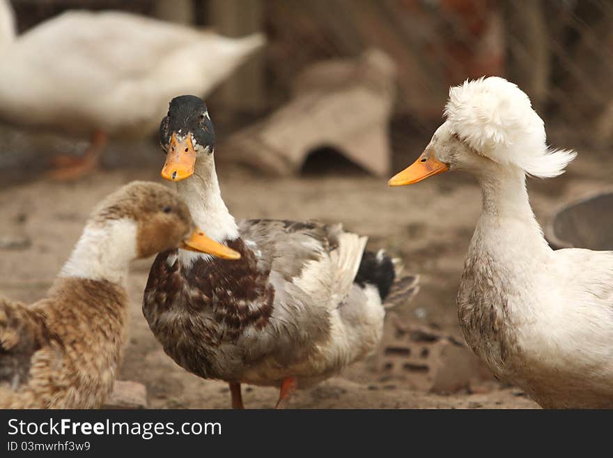 Ducks