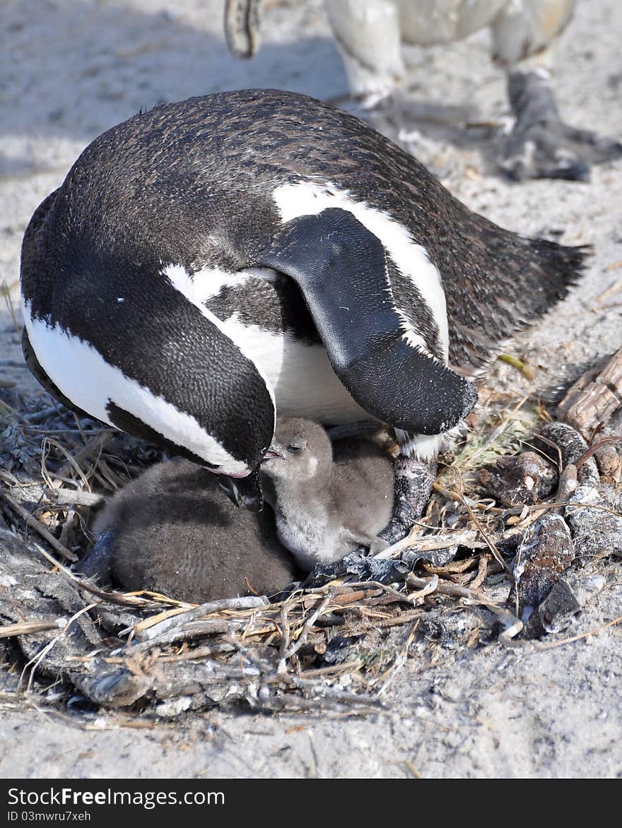 African penguin feeding its chick