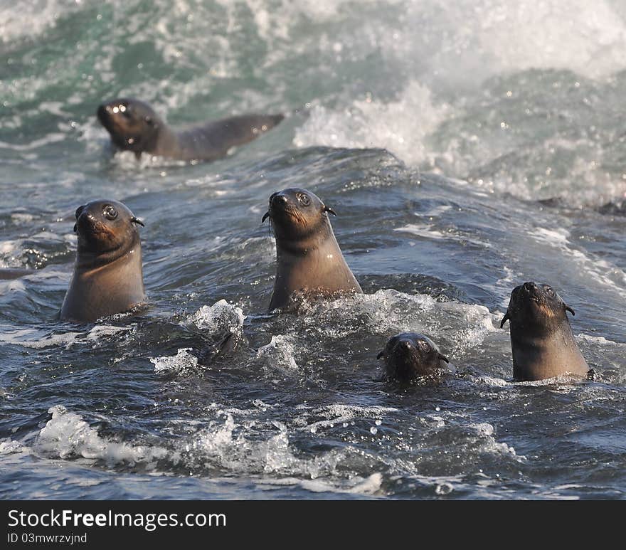 Cape fur seals battling the waves