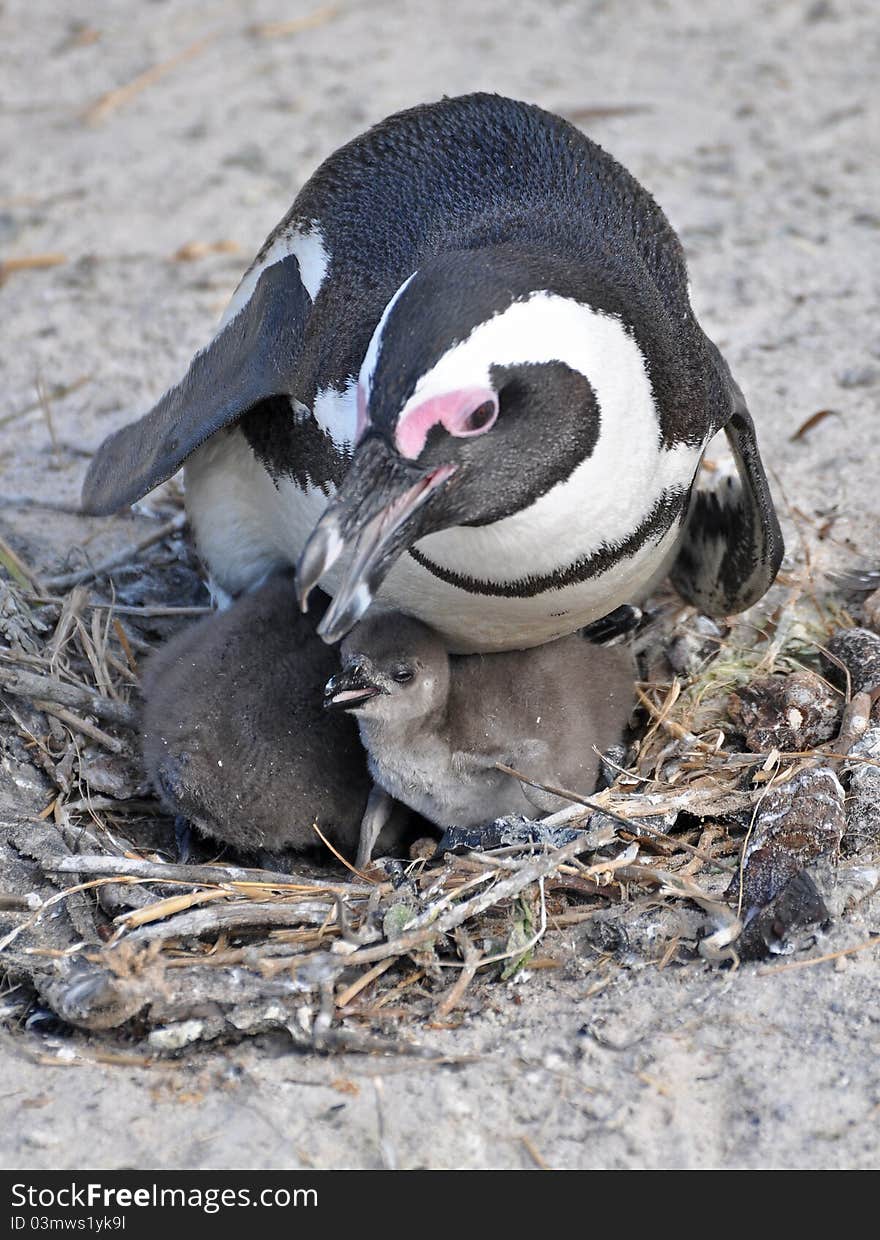 African penguin and its chicks in its nest