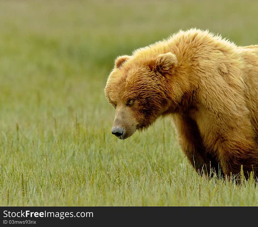 Alaskan Grizzly Bear