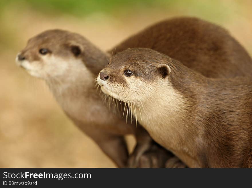 Portrait of a pair of European Otters in perfect synchronisation
