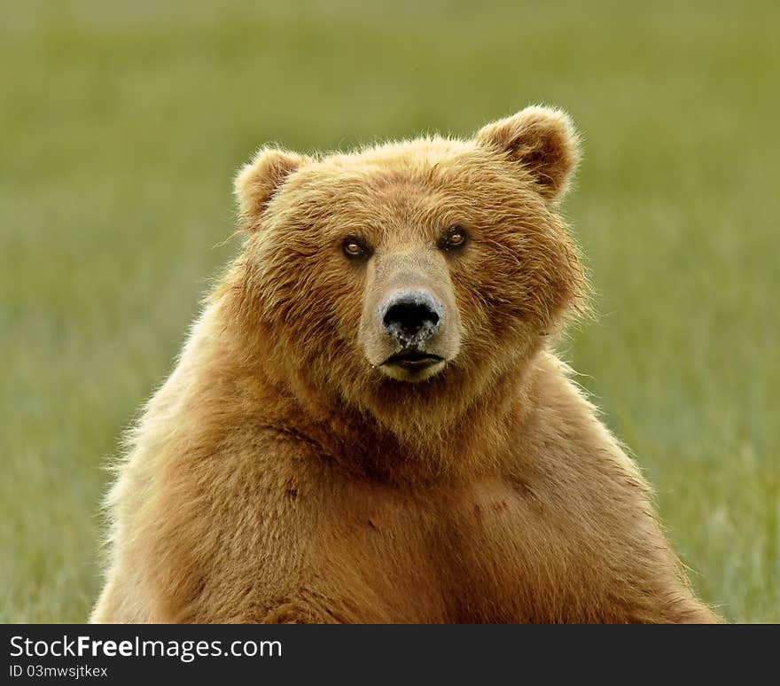 Alaskan Grizzly Bear Portrait