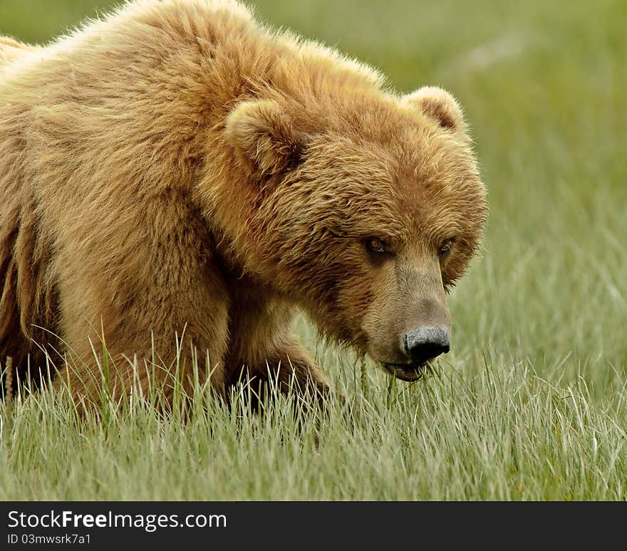 Alaskan Grizzly Bear