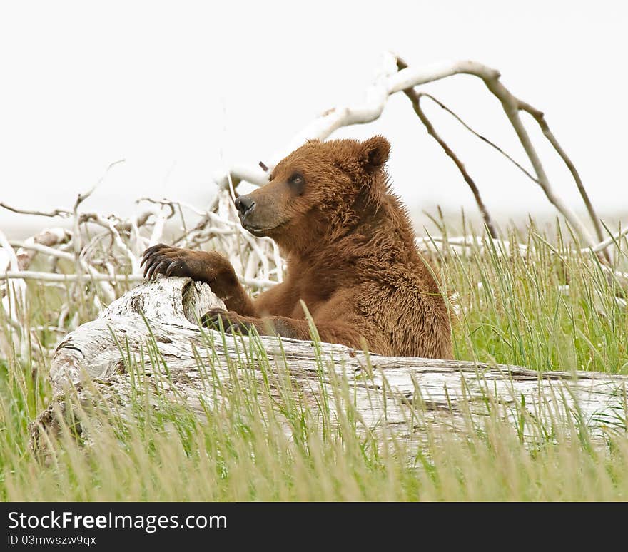 Alaskan Grizzly Bear resting and watching other bears in the distance