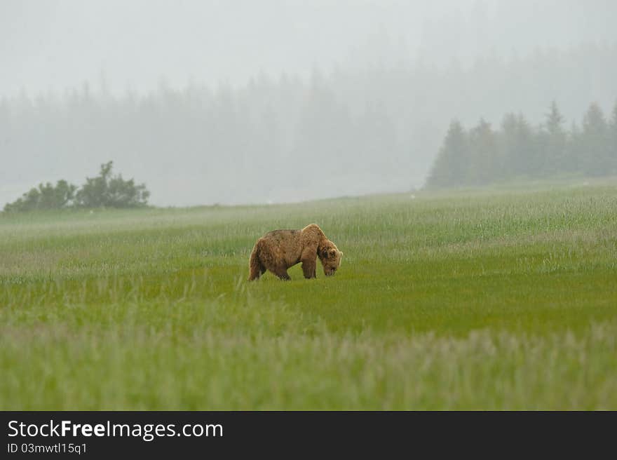 Alaskan Grizzly Bear grazing in a field