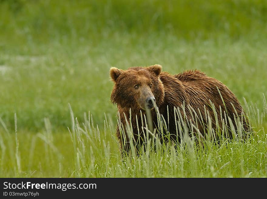 Alaskan Grizzly Bear