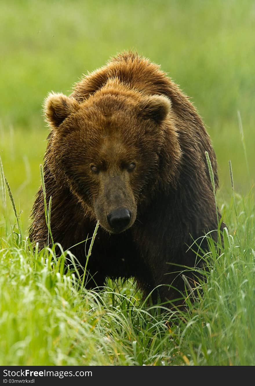 Alaskan Grizzly Bear