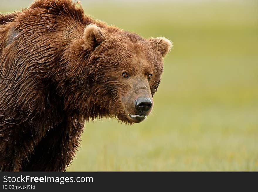 Alaskan Grizzly Bear