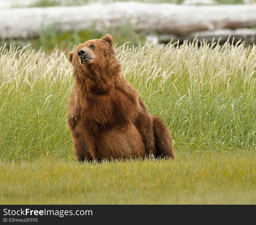 Alaskan Grizzly Bear Playing