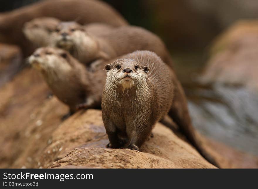 A group of Oriental Short-Clawed Otters