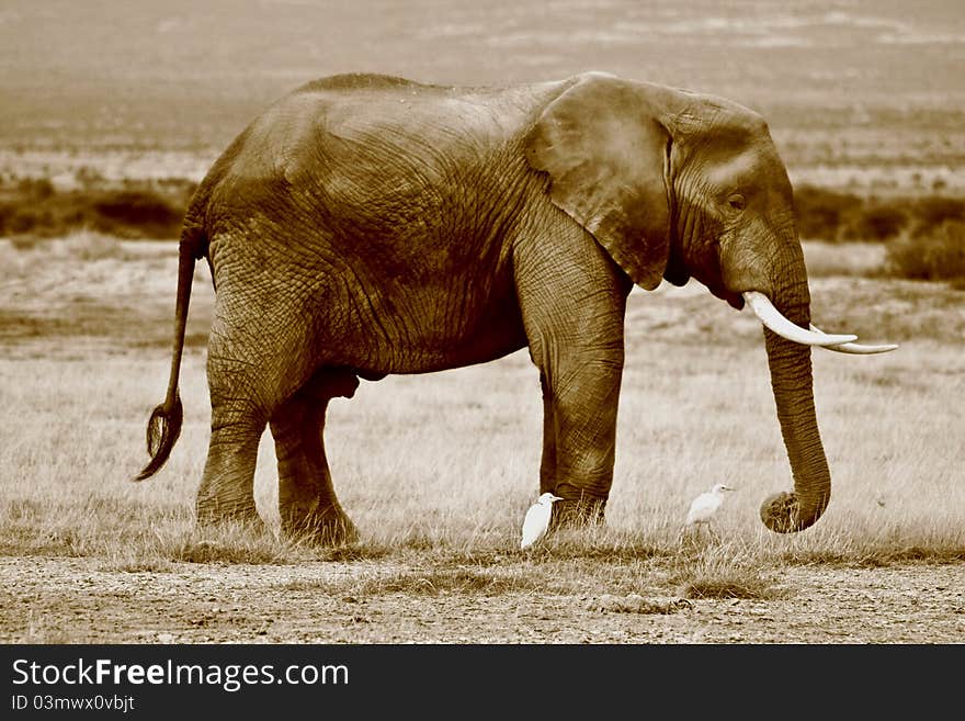 Sepia image of an African elephant with cattle egrets. Sepia image of an African elephant with cattle egrets