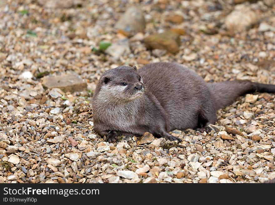 Otter relaxing on a stone beach