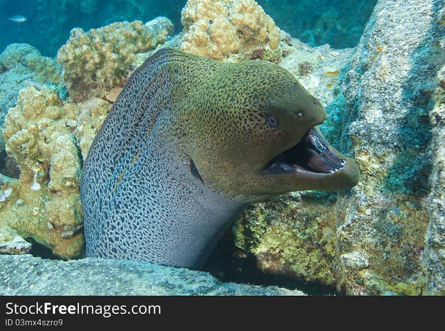 Giant Moray Eel Showing Defensive Behaviour