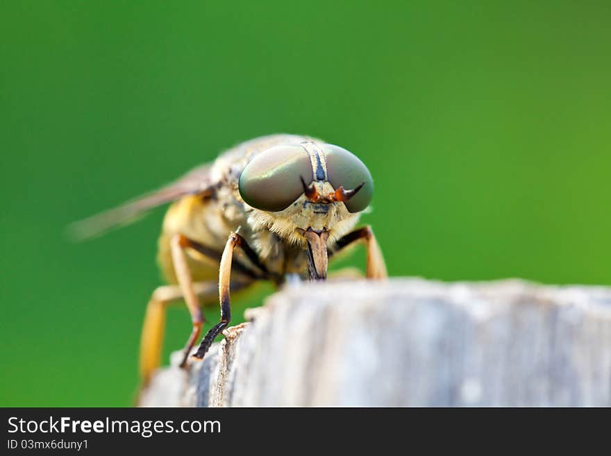 Horsefly on a dark green background