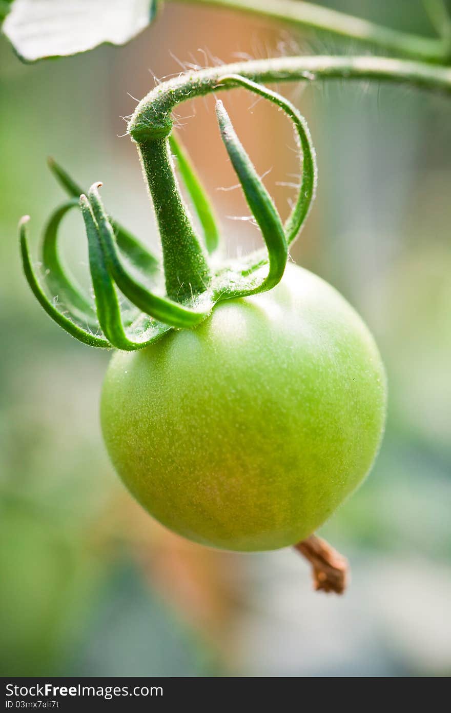 Close up of green tomato growing on a branch