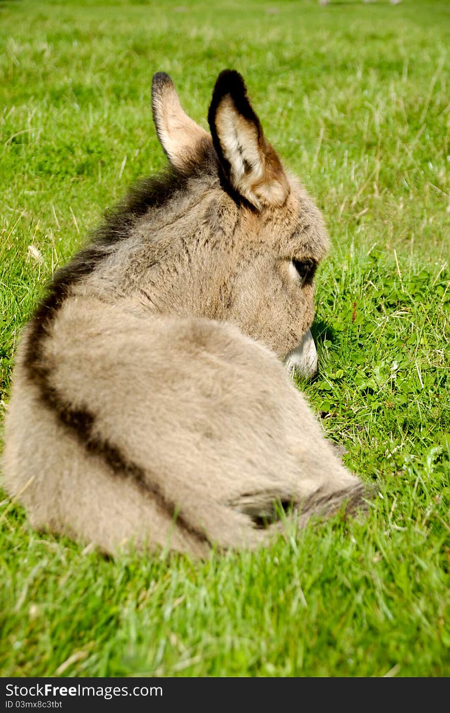 A sweet donkey foal is resting on green grass. A sweet donkey foal is resting on green grass