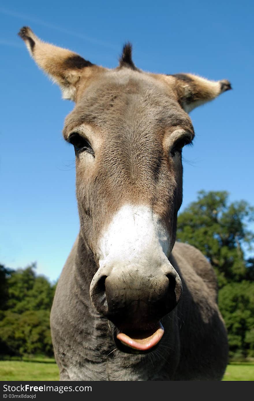 A donkey shows tongue. It is standing on green grass.