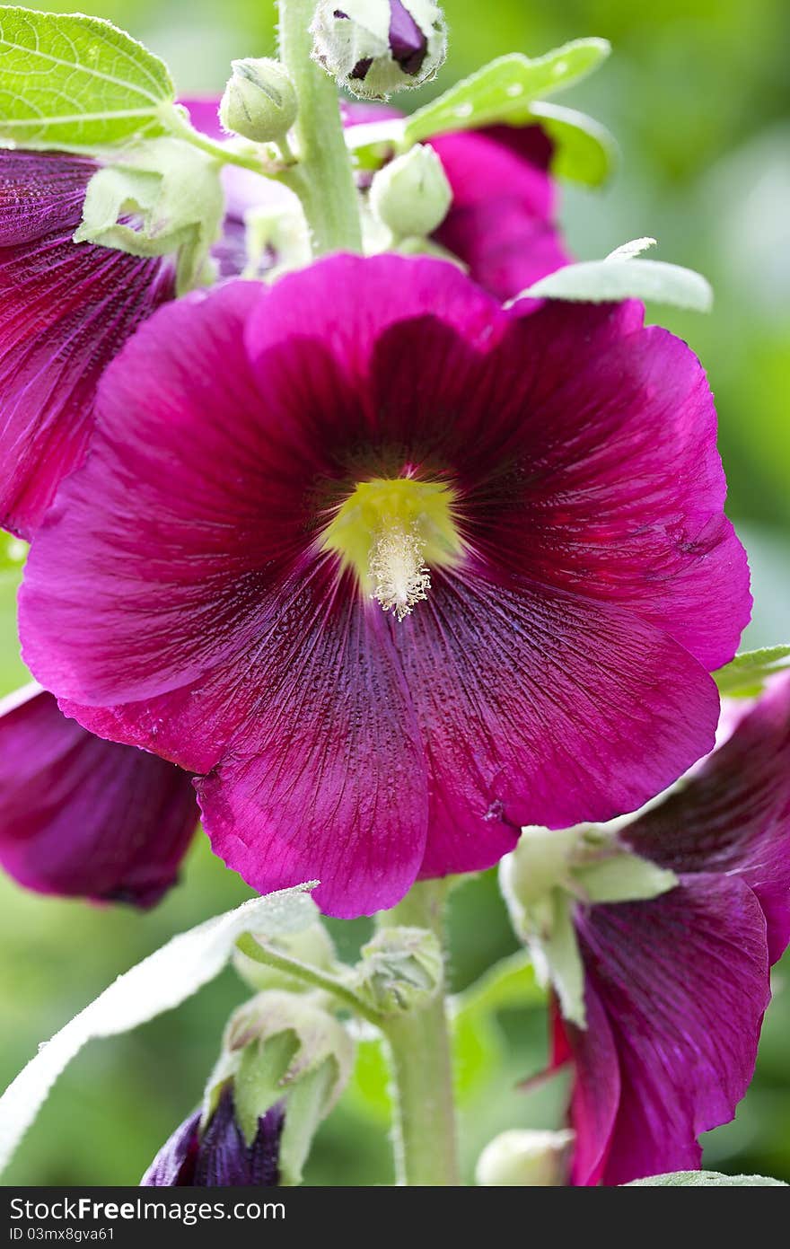 Closeup of a blooming hollyhocks