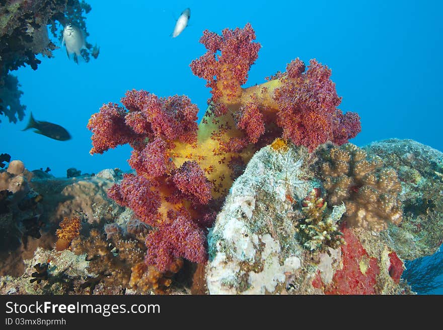 Beautiful red soft coral on a piece of shipwreckage. Beautiful red soft coral on a piece of shipwreckage