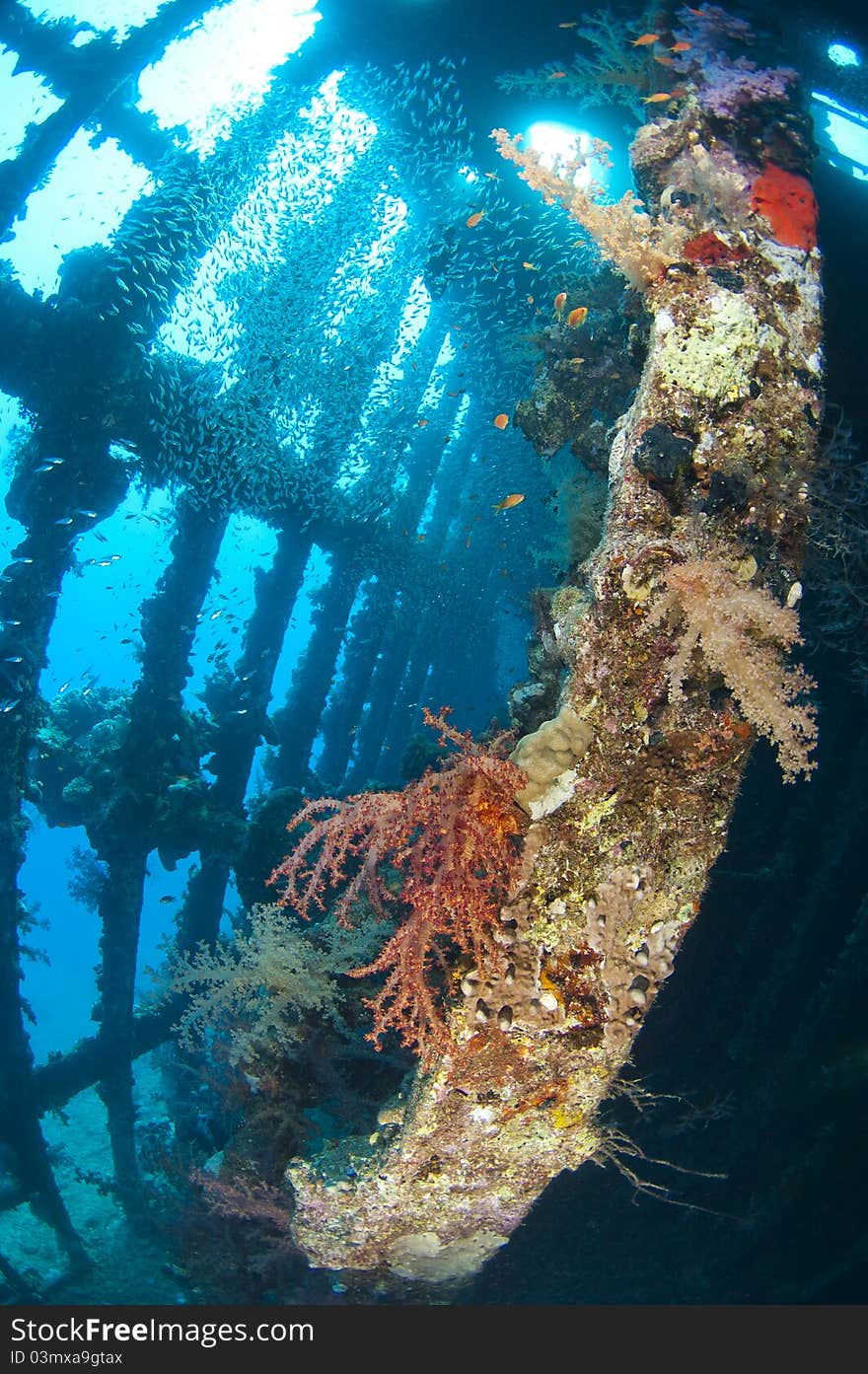 Beautiful coral scene in the sun with glassfish inside a large underwater shipwreck. Beautiful coral scene in the sun with glassfish inside a large underwater shipwreck