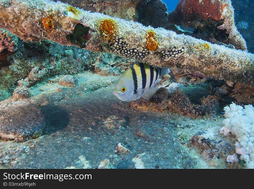 Red Sea sergeant major fish on a shipwreck. Red Sea sergeant major fish on a shipwreck